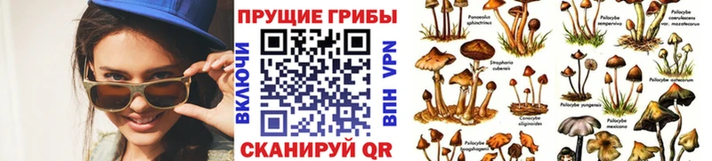 ссылка на мегу зеркало  Острогожск  Галлюциногенные грибы мухоморы 